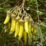 Kowhai Flowers