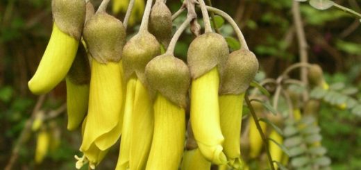 Kowhai Flowers