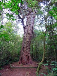 Totara