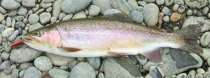 Southland Rainbow Trout