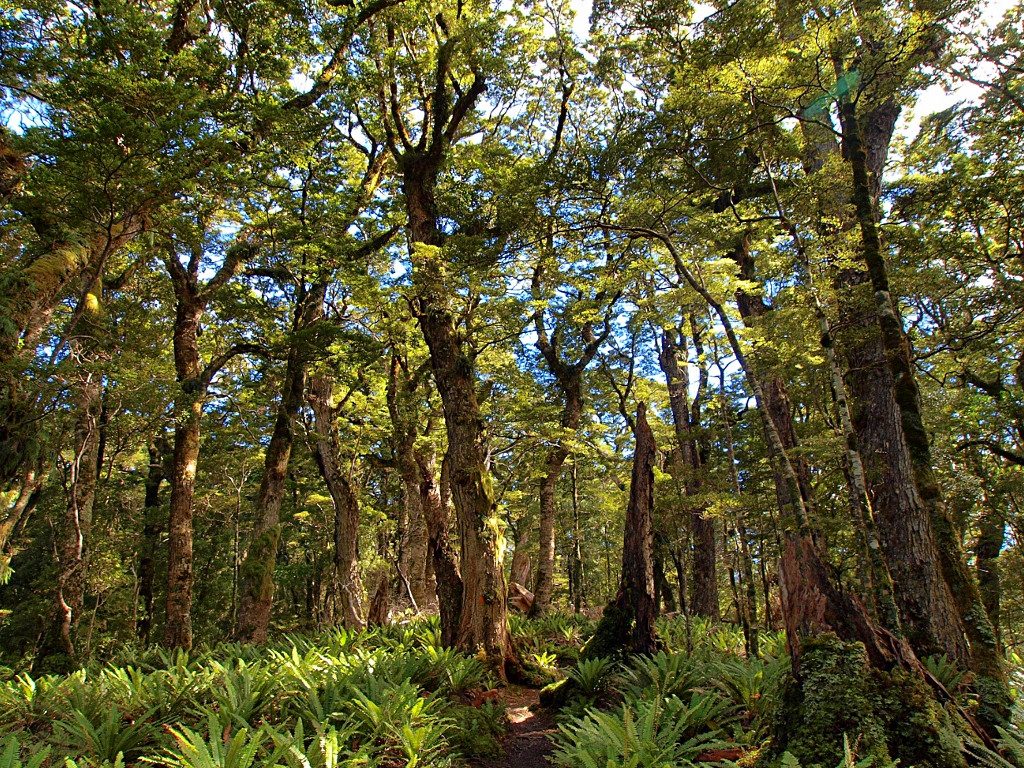 Hump Ridge Track ~ Trees and Ferns