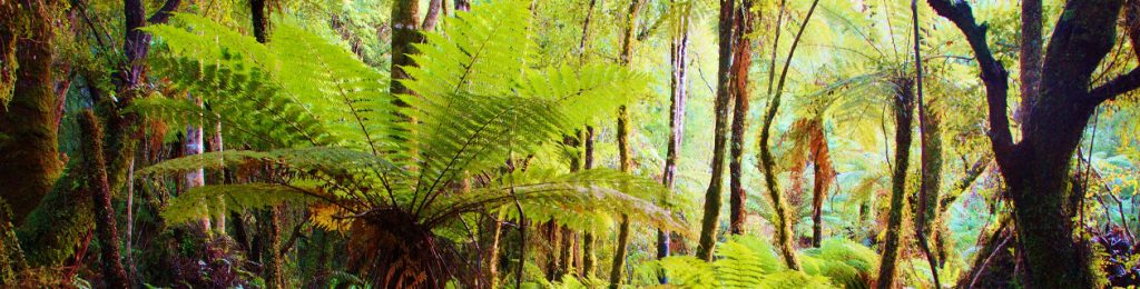 Tree Fern